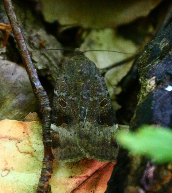 Noctua interposita - köztes sárgafűbagoly