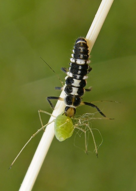Propylea quatuordecimpunctata - tizennégypettyes füsskata