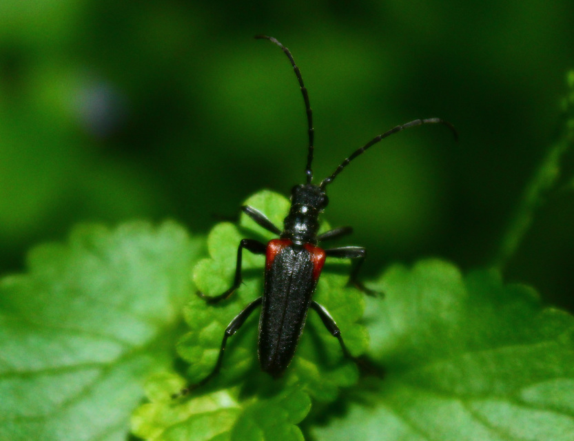Stenocorus quercus - tölgy-gyökércincér