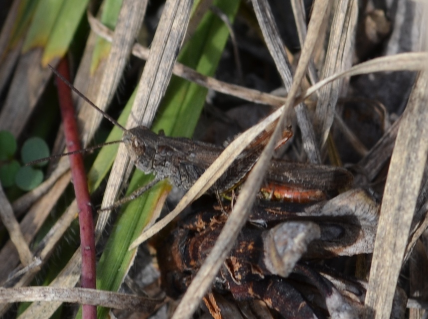 Chorthippus brunneus - közönséges tarlósáska