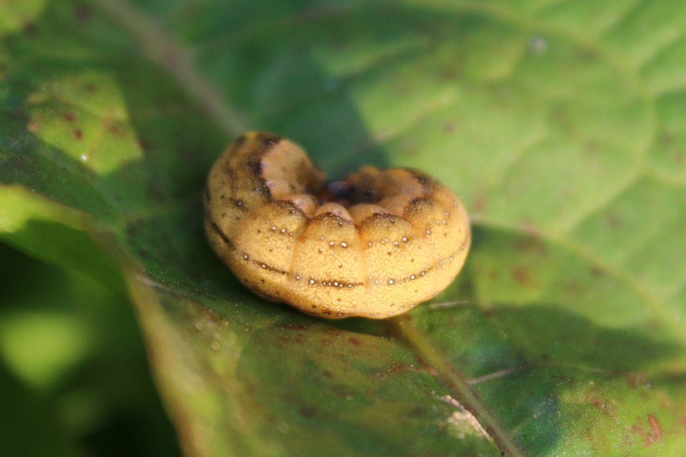 Trachea atriplicis - nyári zöldbagoly