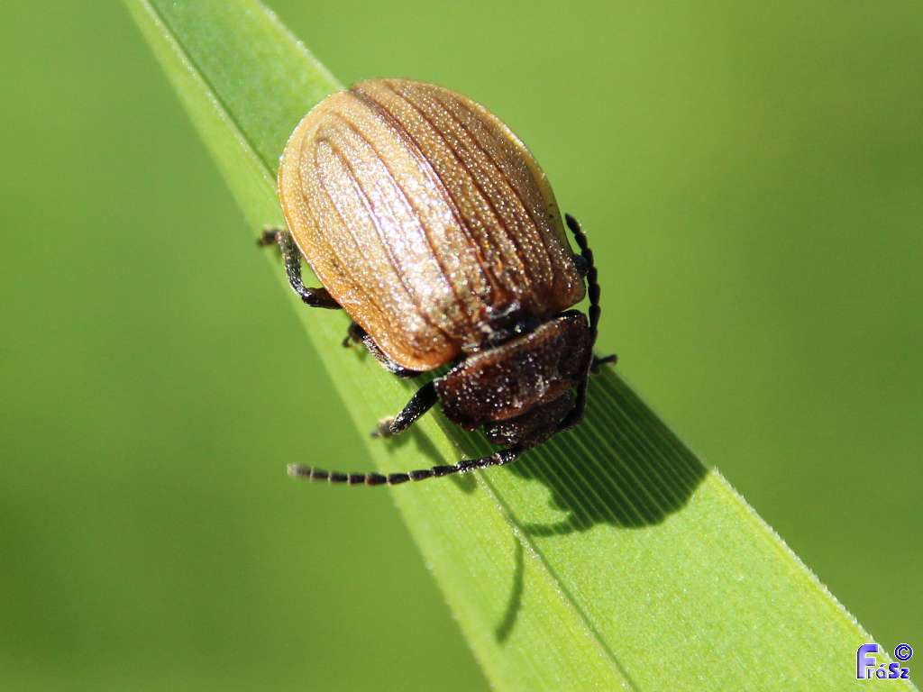 Galeruca pomonae - barna olajosbogár