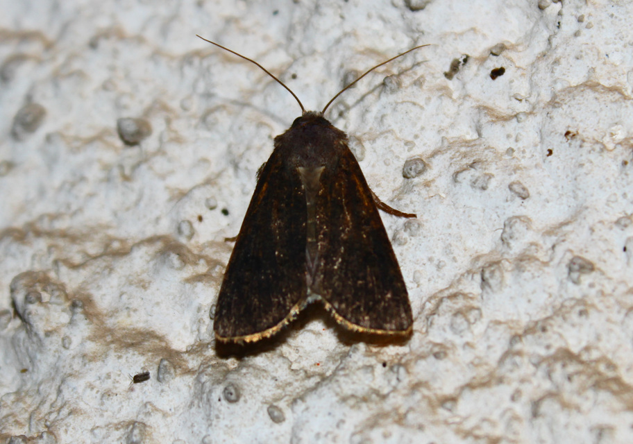 Agrotis segetum - vetési földibagoly