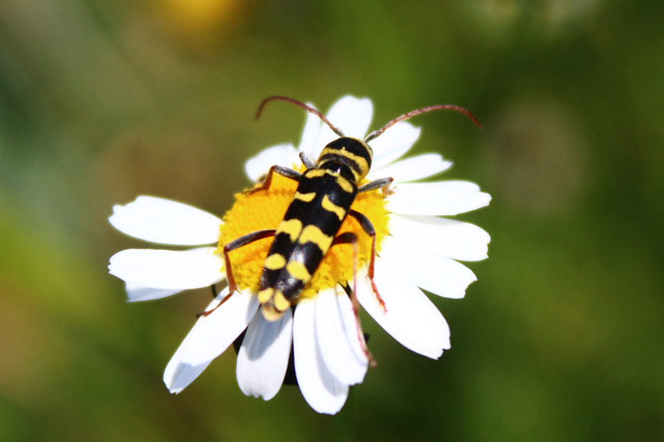 Echinocerus floralis - lucerna-darázscincér