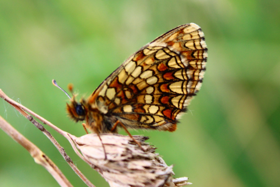Melitaea aurelia - recés tarkalepke