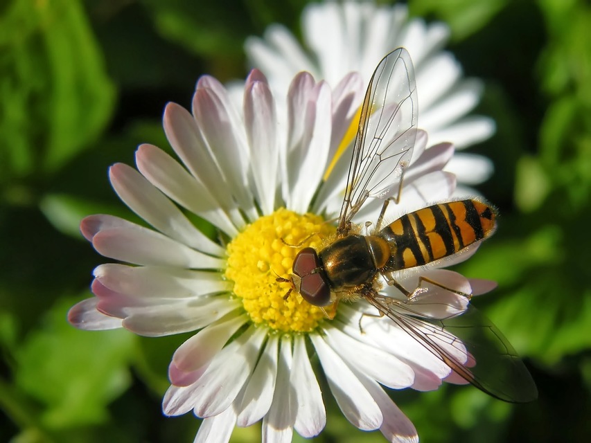 Episyrphus balteatus - ékfoltos zengőlégy