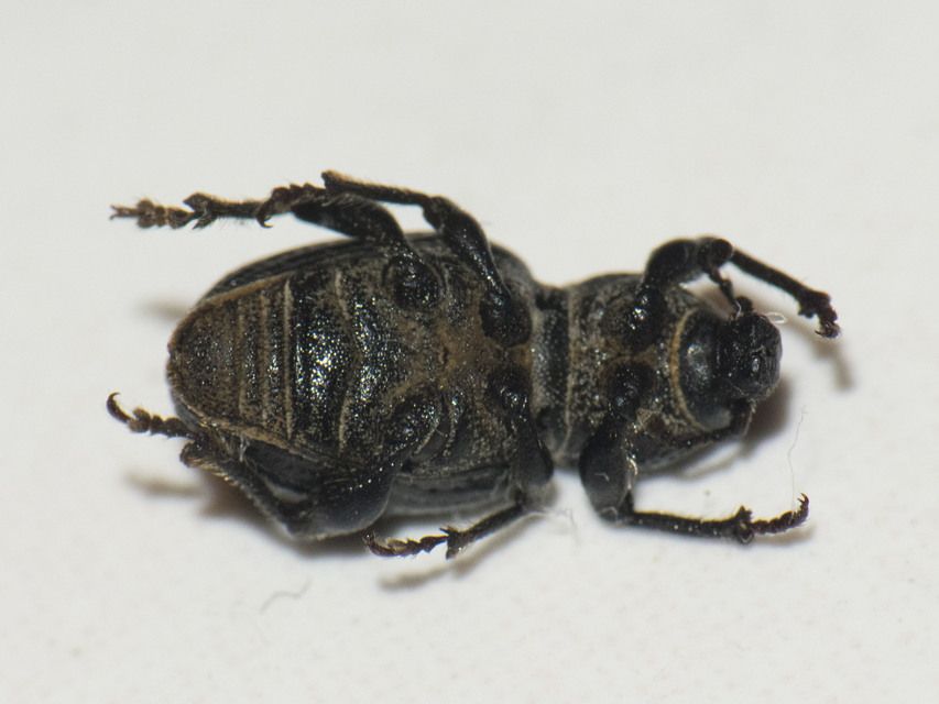 Psallidium maxillosum - fekete barkó