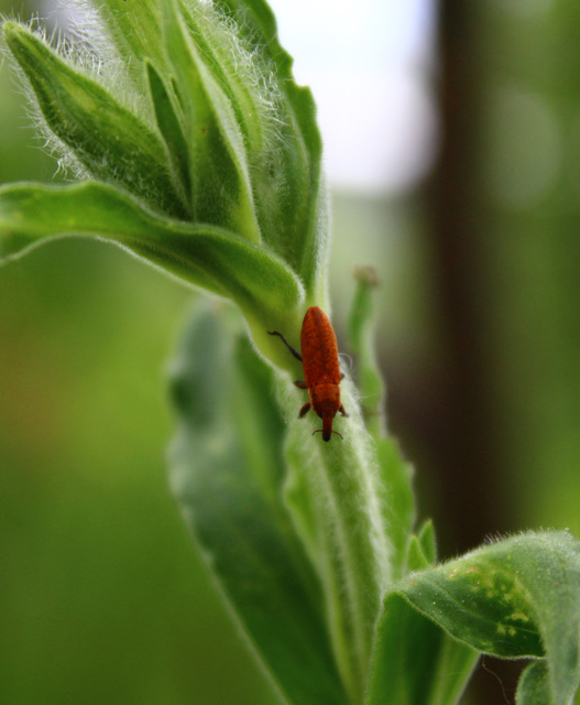 Lixus brevipes - vaskosorrú dudvabarkó