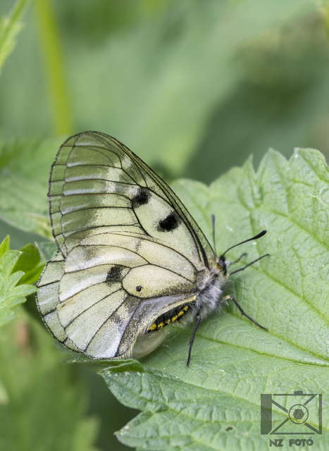 Parnassius mnemosyne - kis apollólepke