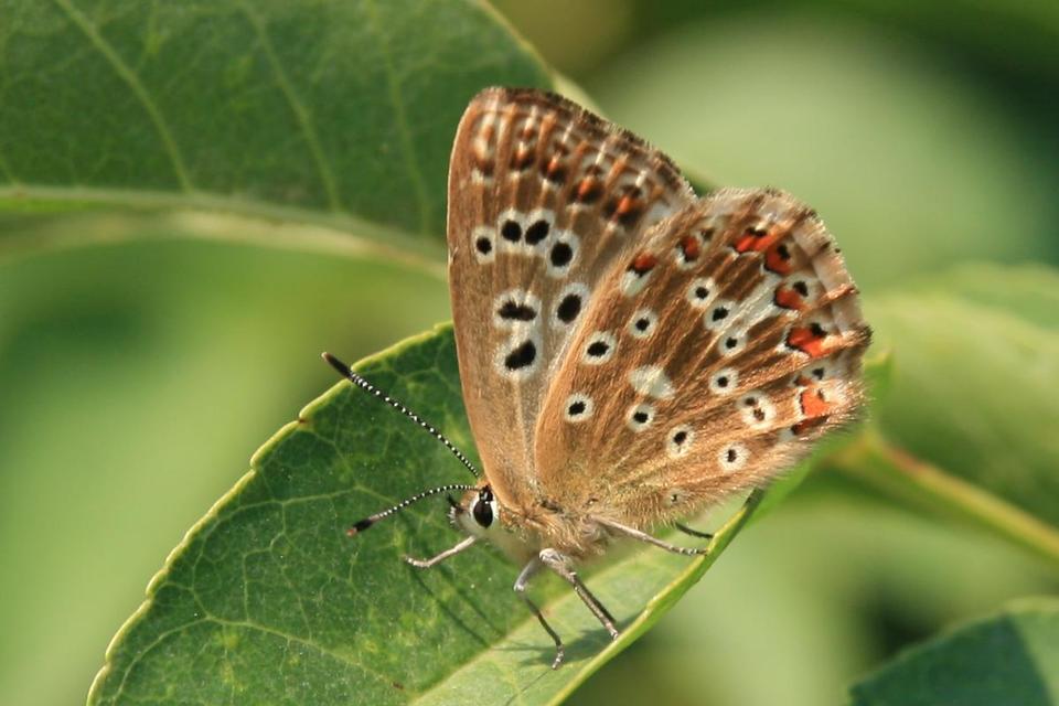 Polyommatus coridon - ezüstkék boglárka