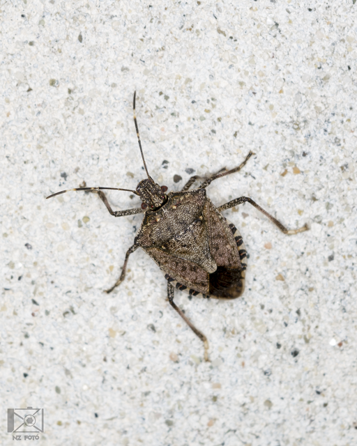 halyomorpha halys - Halyomorpha halys
