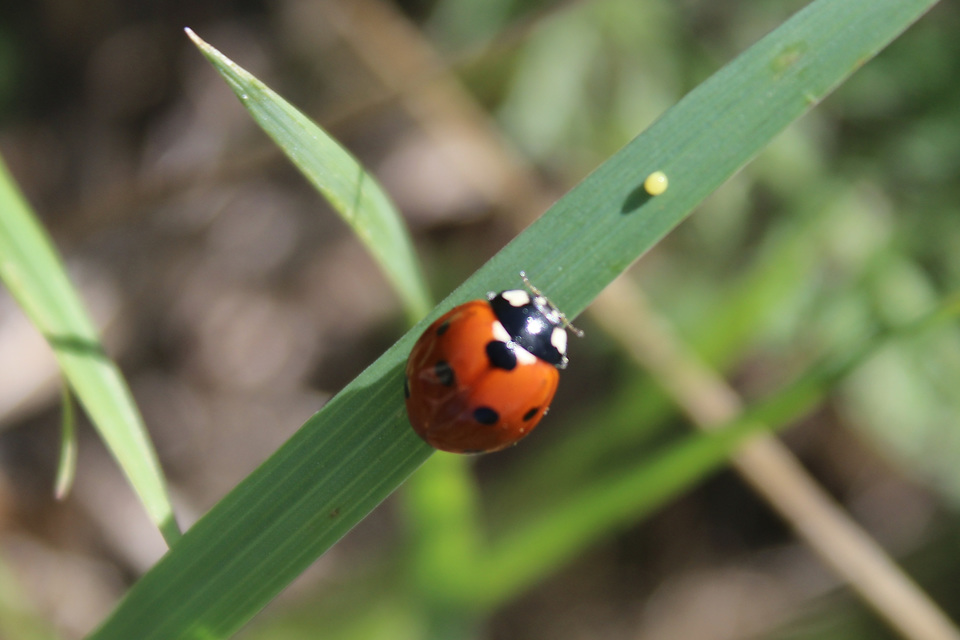 Coccinella septempunctata - hétpettyes katica