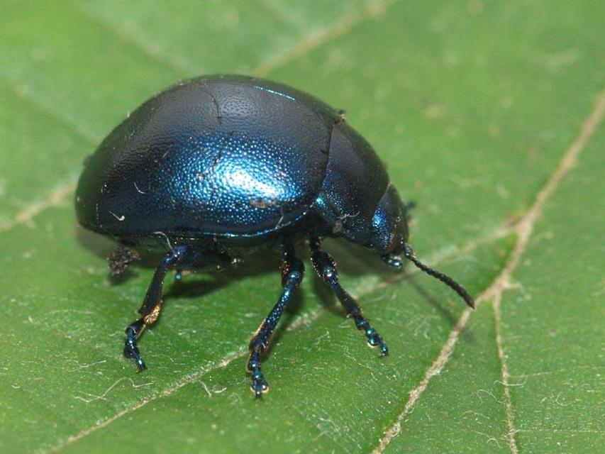 Chrysolina globipennis olivieri - hegyi levélbogár