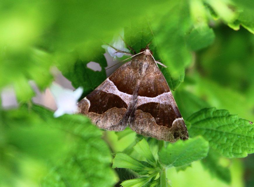 Dysgonia algira - déli porcelánbagoly