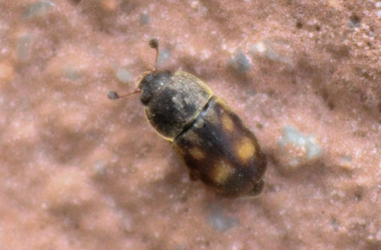 Nitidula carnaria - húsevő dögészfénybogár