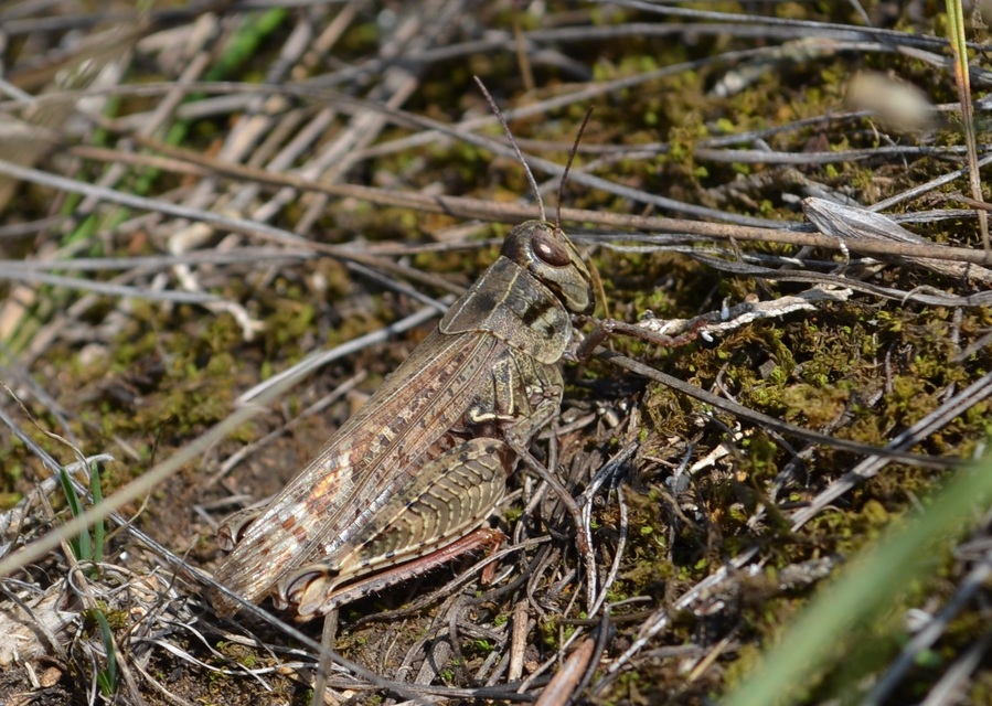 Calliptamus italicus - olaszsáska