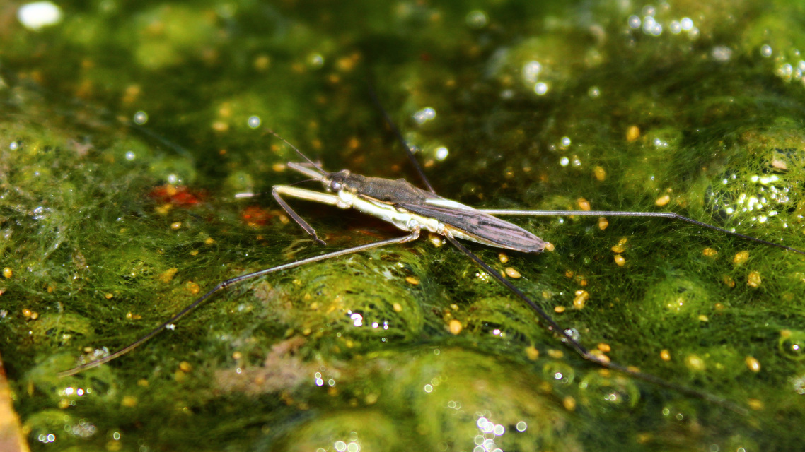 Gerridae - molnárpoloskák