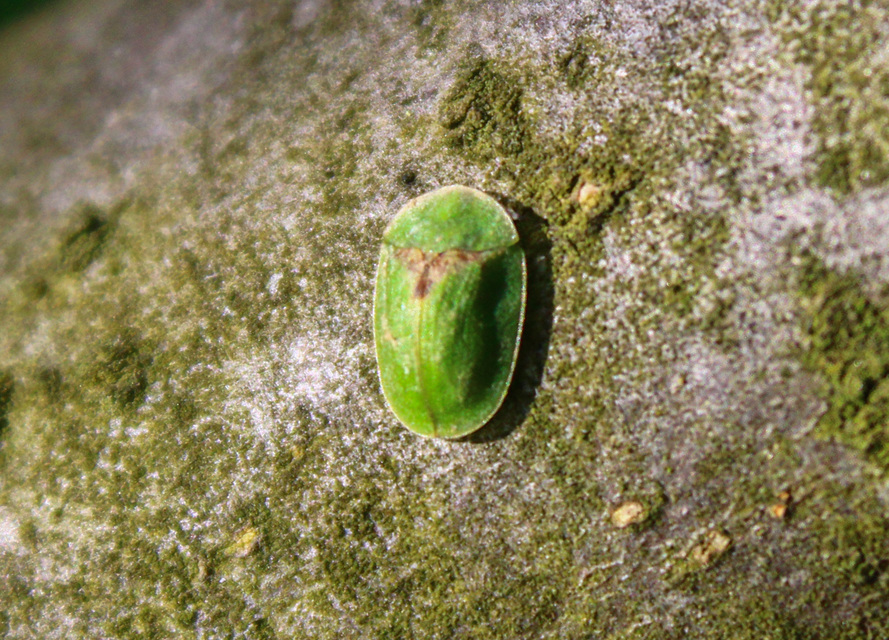 Cassida Cassida