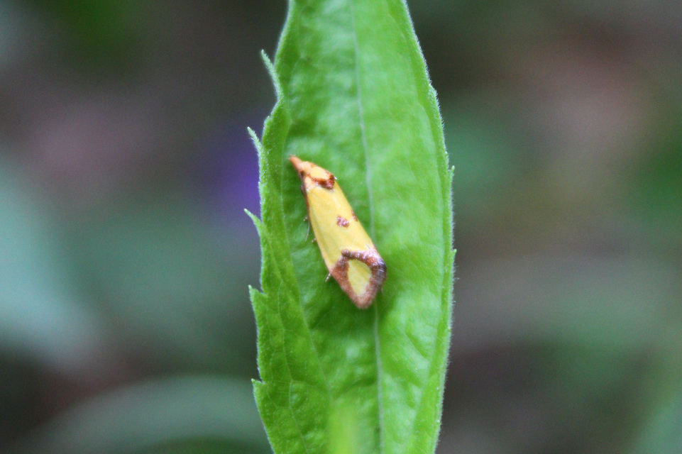 Agapeta zoegana - barnacsíkos sárgamoly