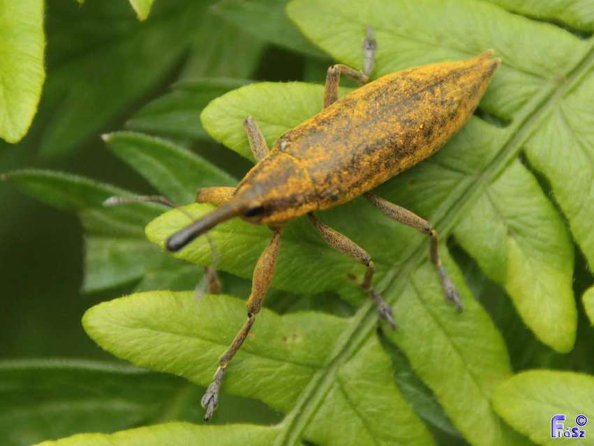 Lixus iridis - bürökfúró dudvabarkó