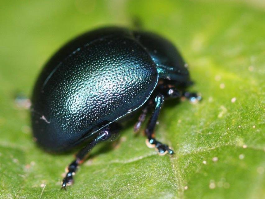 Chrysolina globipennis olivieri - hegyi levélbogár