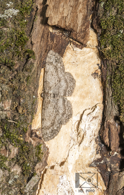 Hypomecis punctinalis - pettyes faaraszoló