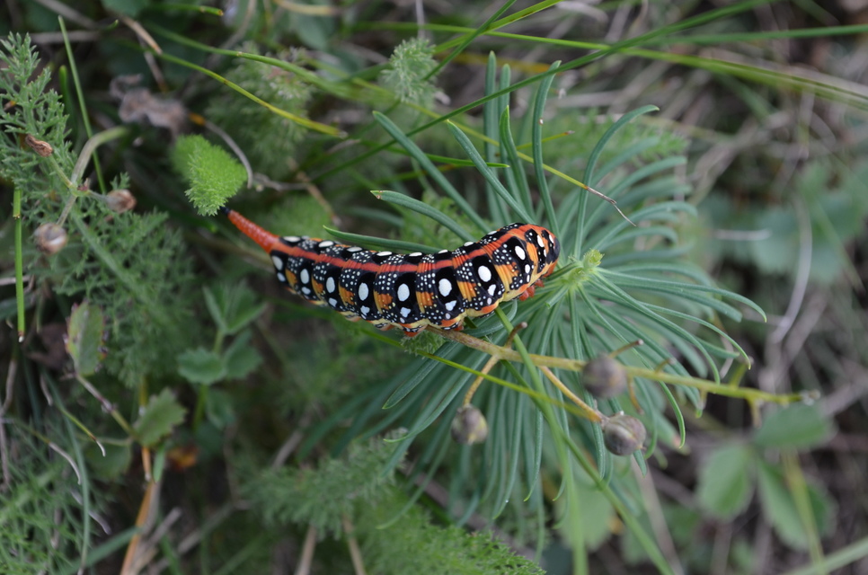 Hyles euphorbiae - kutyatejszender