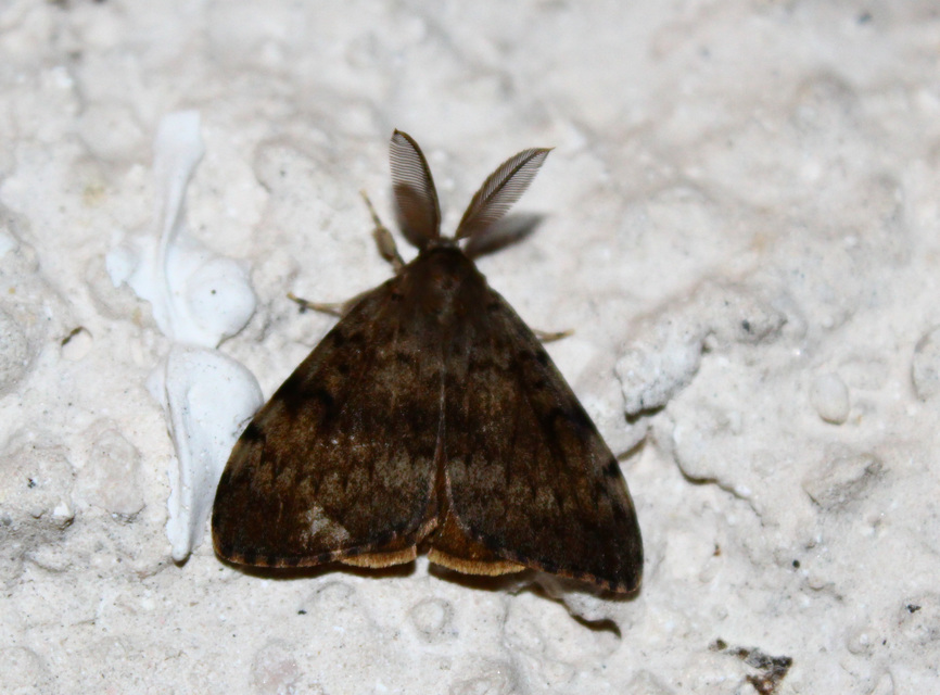 Lymantria dispar - gyapjaslepke