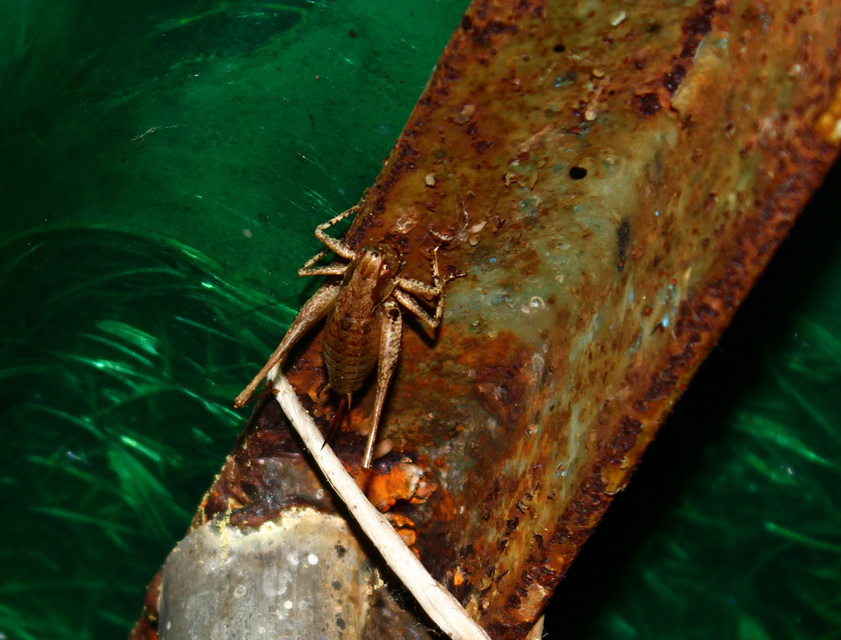 Pholidoptera griseoaptera - szürke avarszöcske