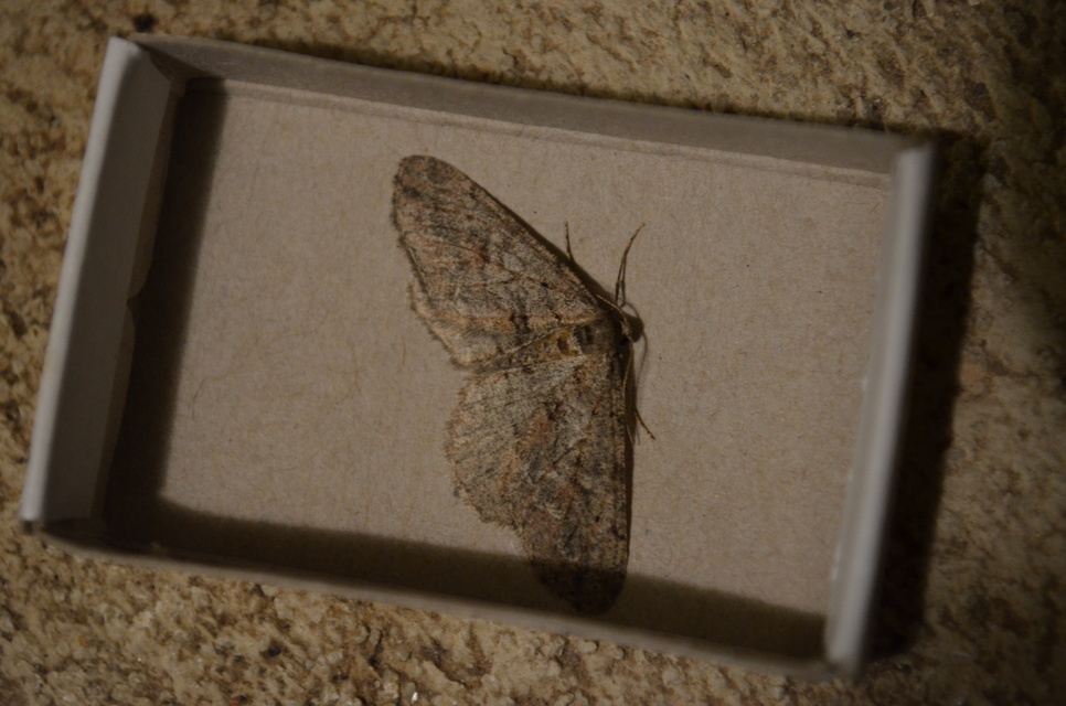 Agriopis bajaria - kökény-téliaraszoló