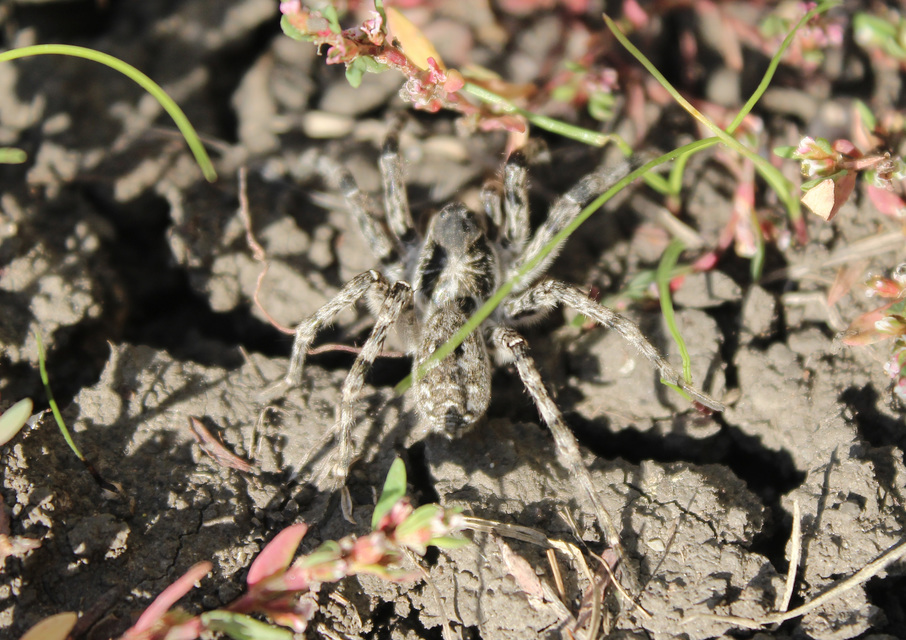 Lycosa singoriensis - szongáriai cselőpók