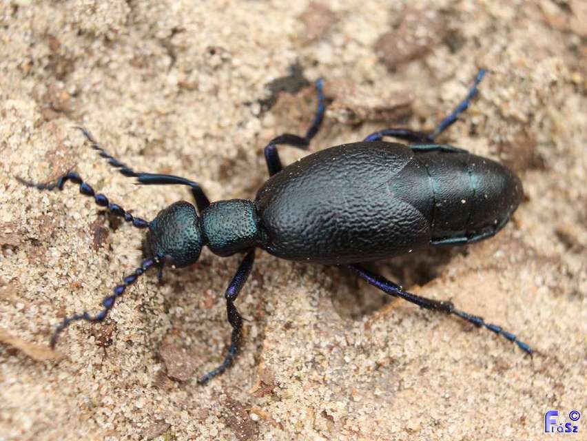 Meloe proscarabaeus - közönséges nünüke