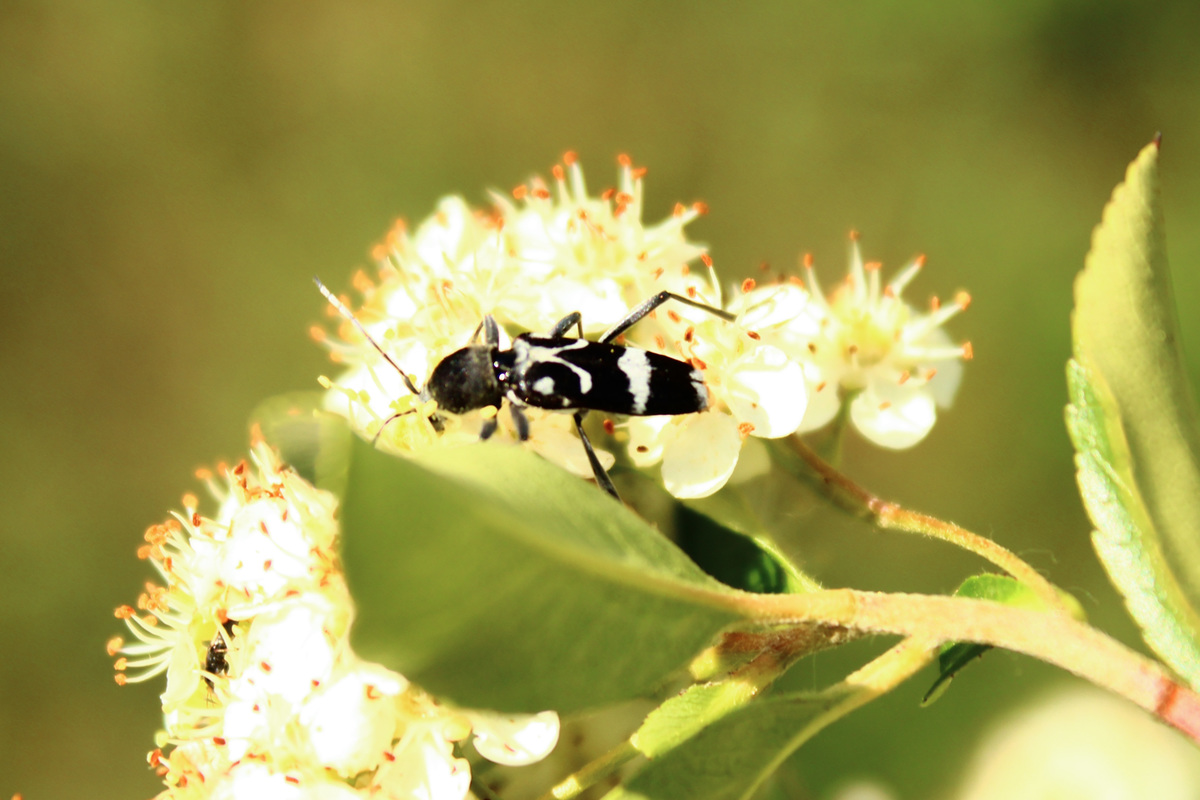 Chlorophorus figuratus - rajzos darázscincér
