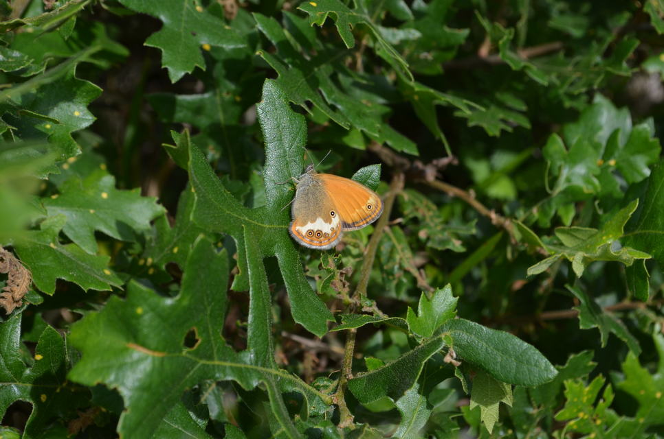 Coenonympha arcania - fehéröves szénalepke