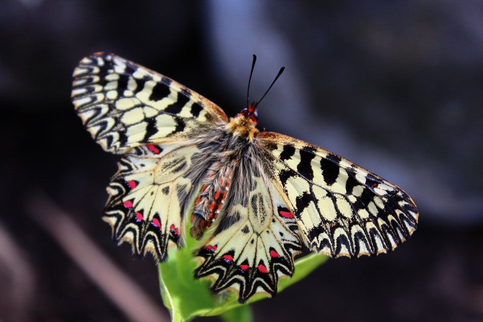 Zerynthia polyxena - farkasalmalepke