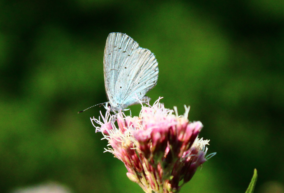 Celastrina argiolus - bengeboglárka