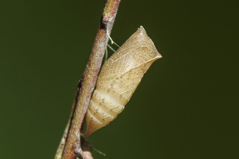 Iphiclides podalirius - kardoslepke