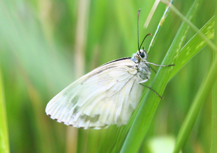Melanargia galathea - sakktáblalepke