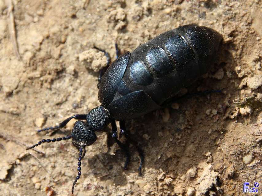 Meloe proscarabaeus - közönséges nünüke