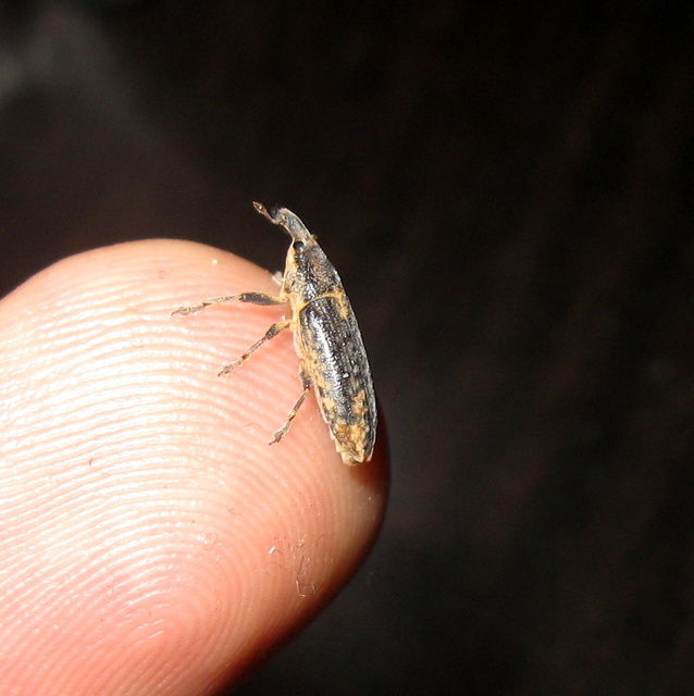 Lixus subtilis - disznóparéj-dudvabarkó