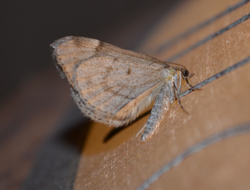 Thera juniperata - boróka-araszoló