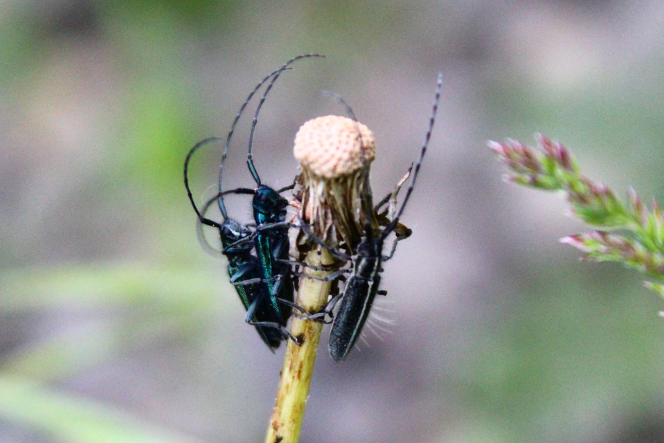 Agapanthia cardui - sávos bogáncscincér