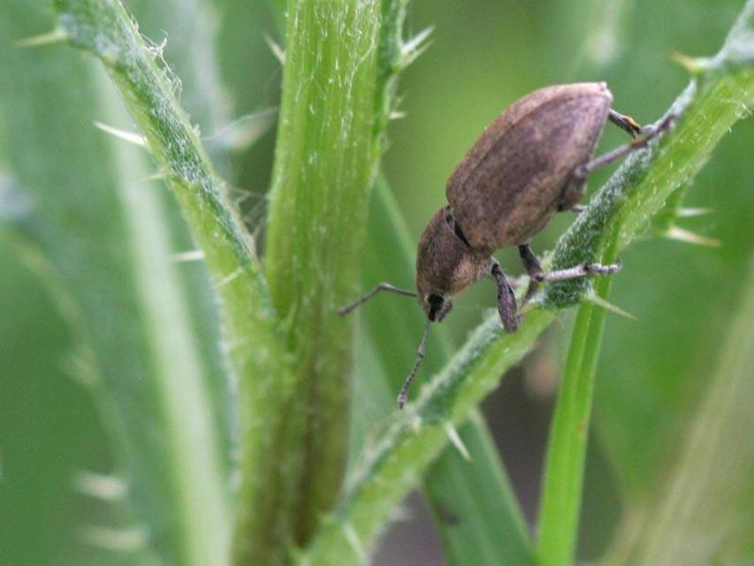 Tanymecus palliatus - közönséges hegyesfarúbarkó