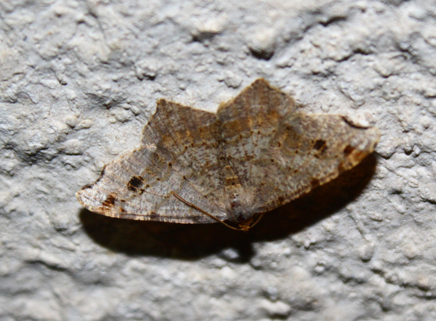 Macaria alternata - közönséges szürkearaszoló