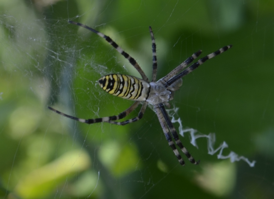 Argiope bruennichi - darázspók
