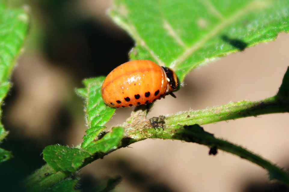 Leptinotarsa decemlineata - burgonyabogár
