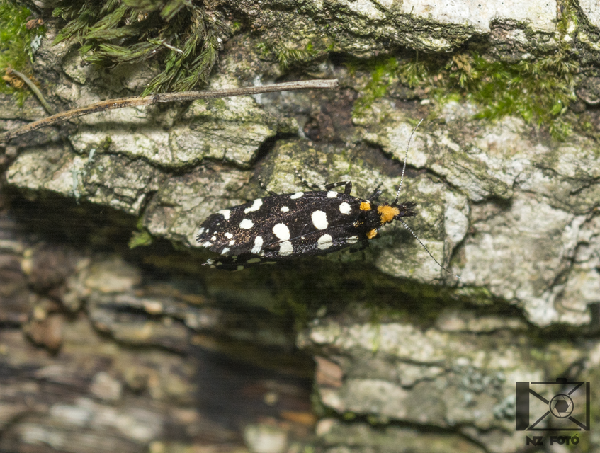 Euplocamus anthracinalis - fésűscsápú korhadékmoly