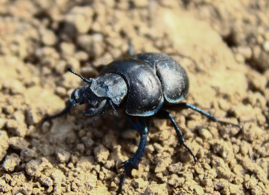Lethrus apterus - nagyfejű csajkó