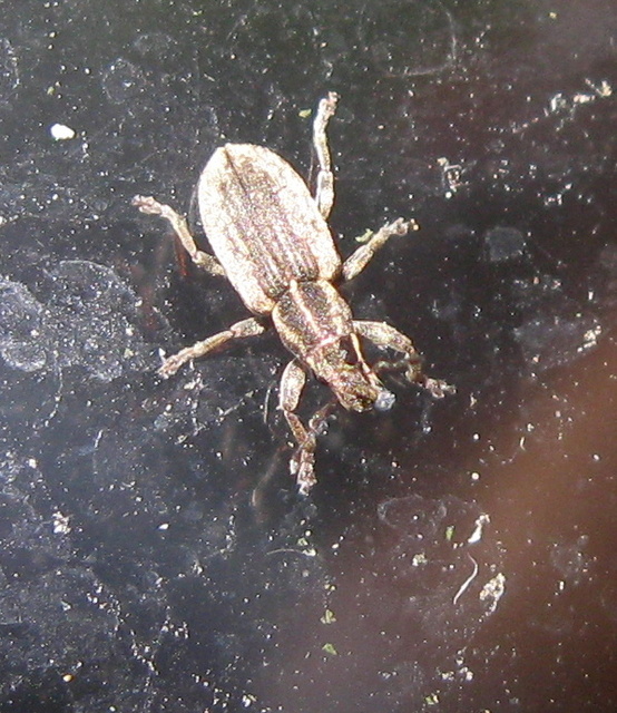Sitona humeralis - lucerna-csipkézőbogár