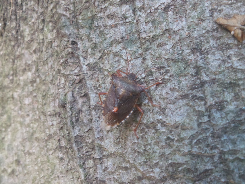 Pentatoma rufipes - vöröslábú címerespoloska Pentatoma rufipes - vöröslábú címerespoloska